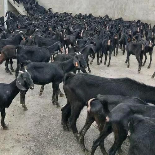 种羊繁育养殖场🐑🐑