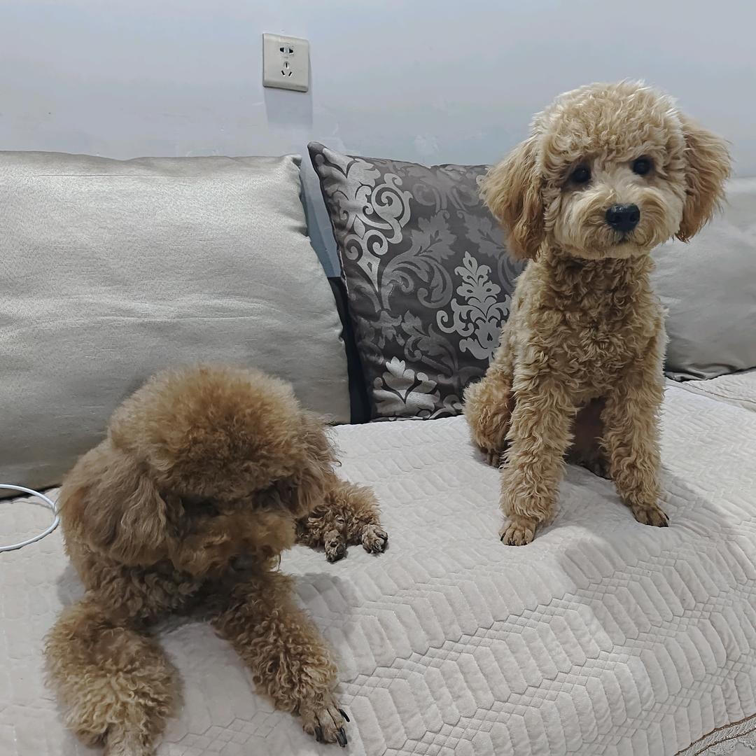 幸福的毛孩子luky&毛豆