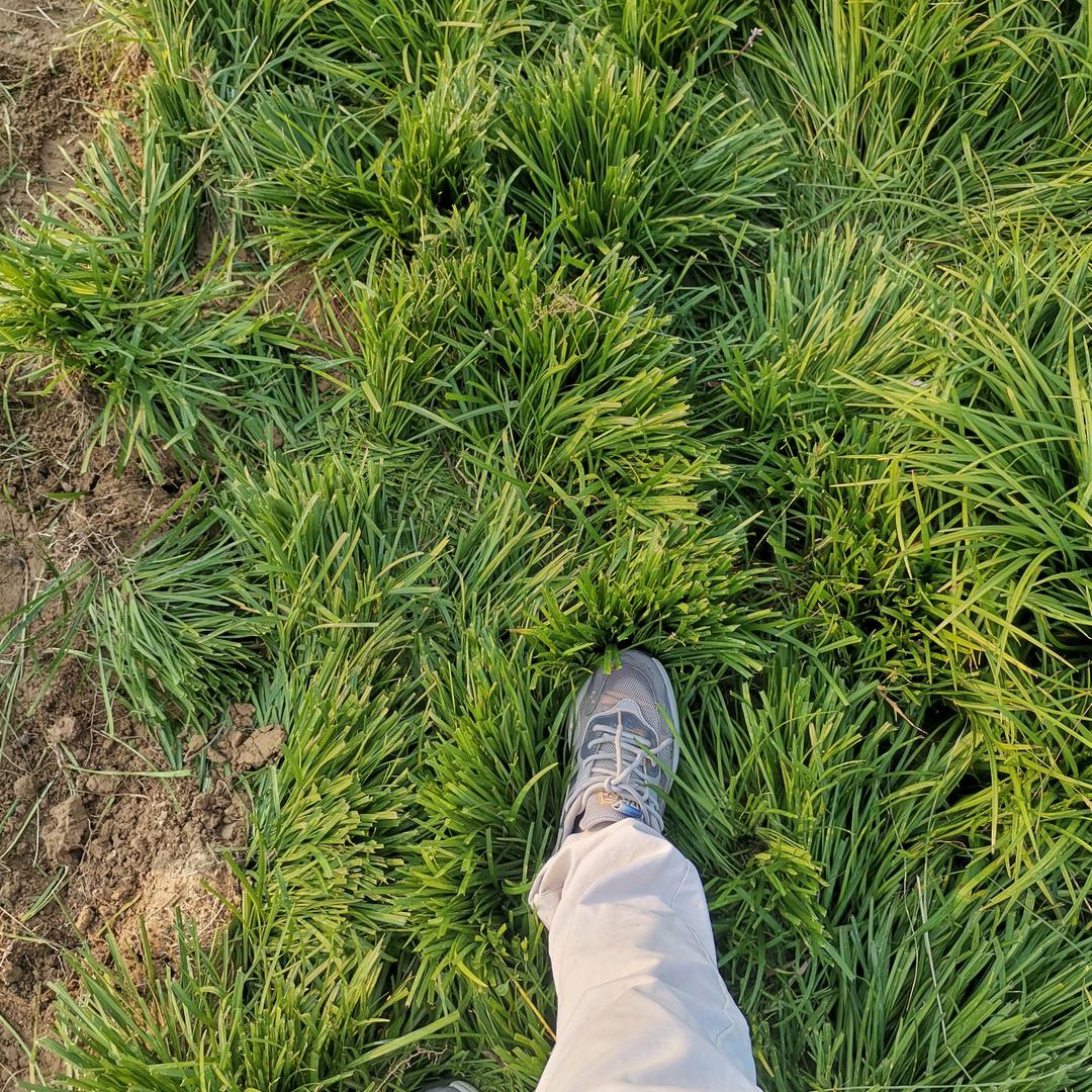 绿化地被苗：麦冬草，丹麦草种植基地