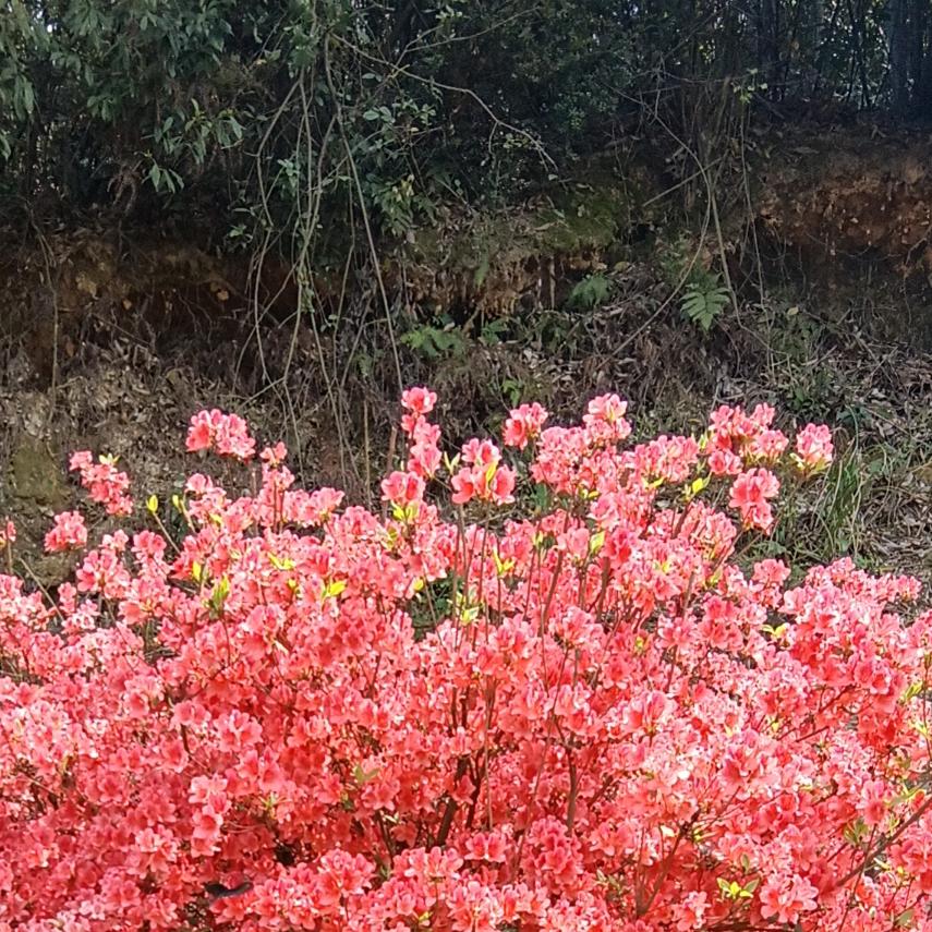 只看不刷🇨🇳