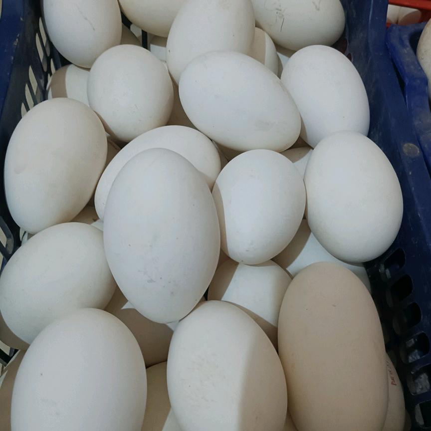 放养鹅蛋王庄👍