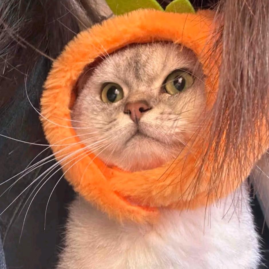 猫猫咪呀