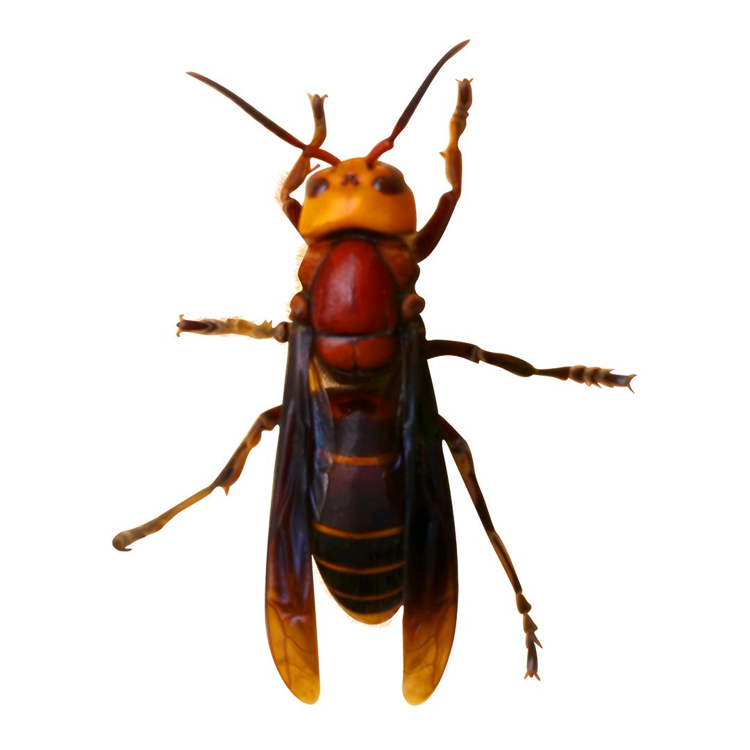 广西山野土特产