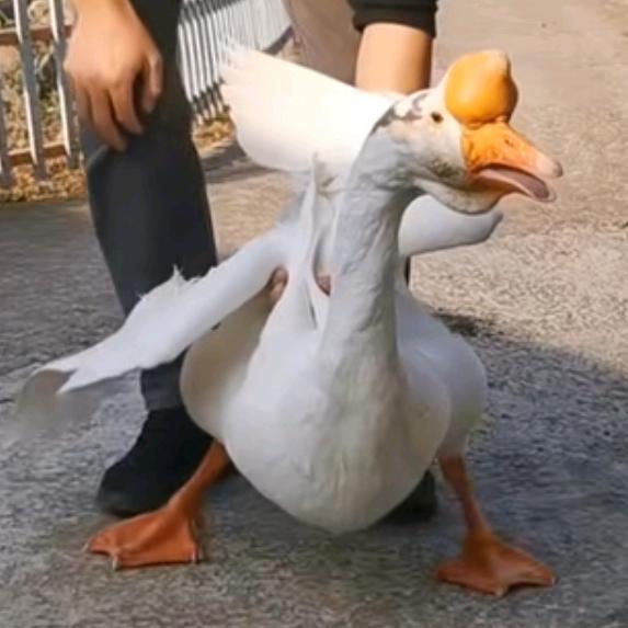 嘟韵阿红