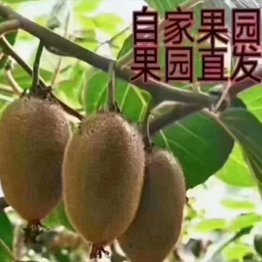 周至猕猴桃冰雪🥝🥝，拒私聊拒连赞