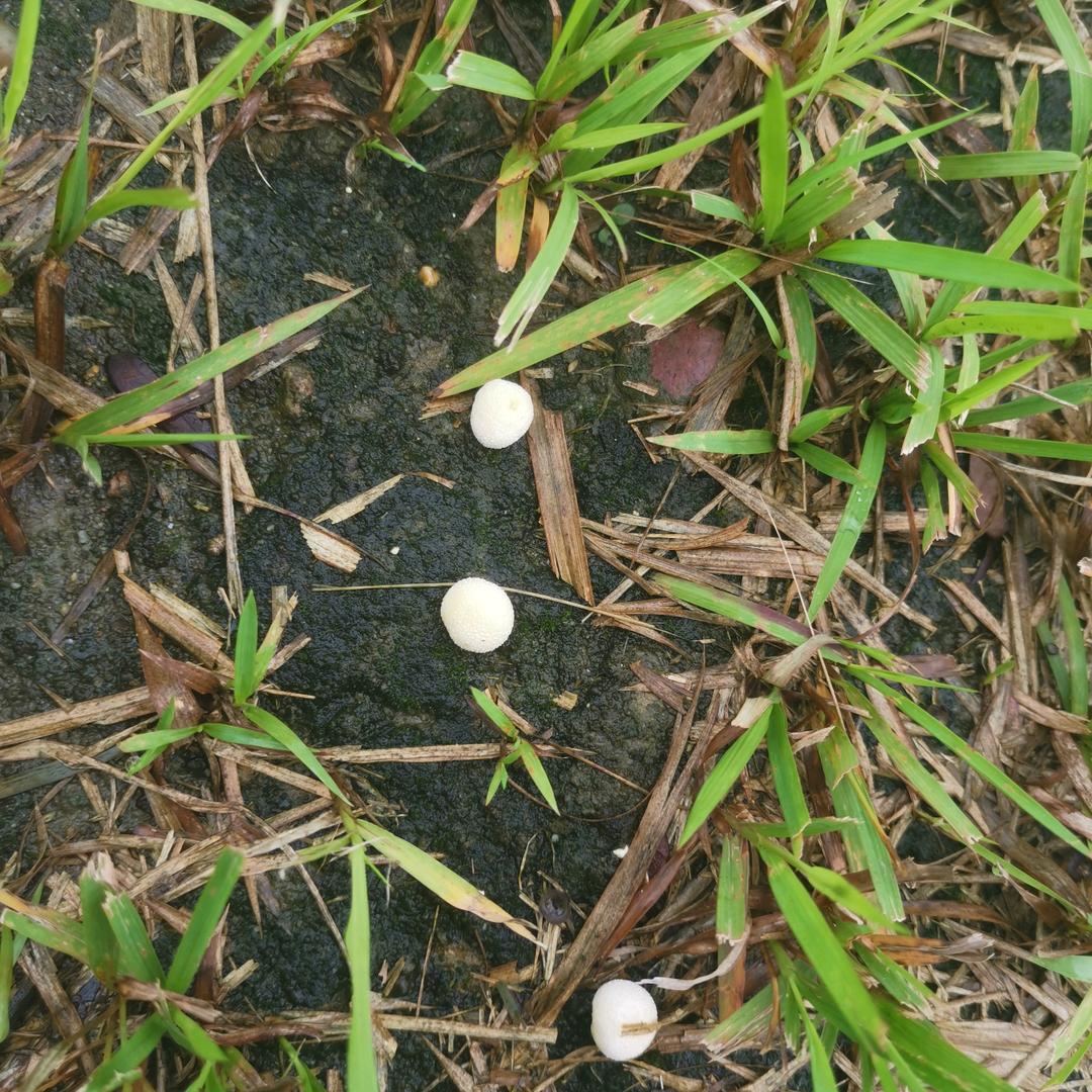 大罗金仙