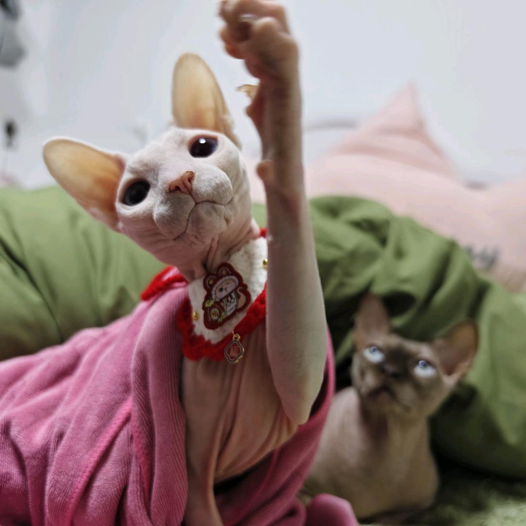 喵小橘ฅ^•ﻌ•^ฅ