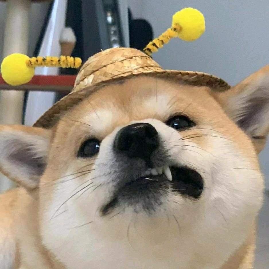 简阳旺加旺训犬