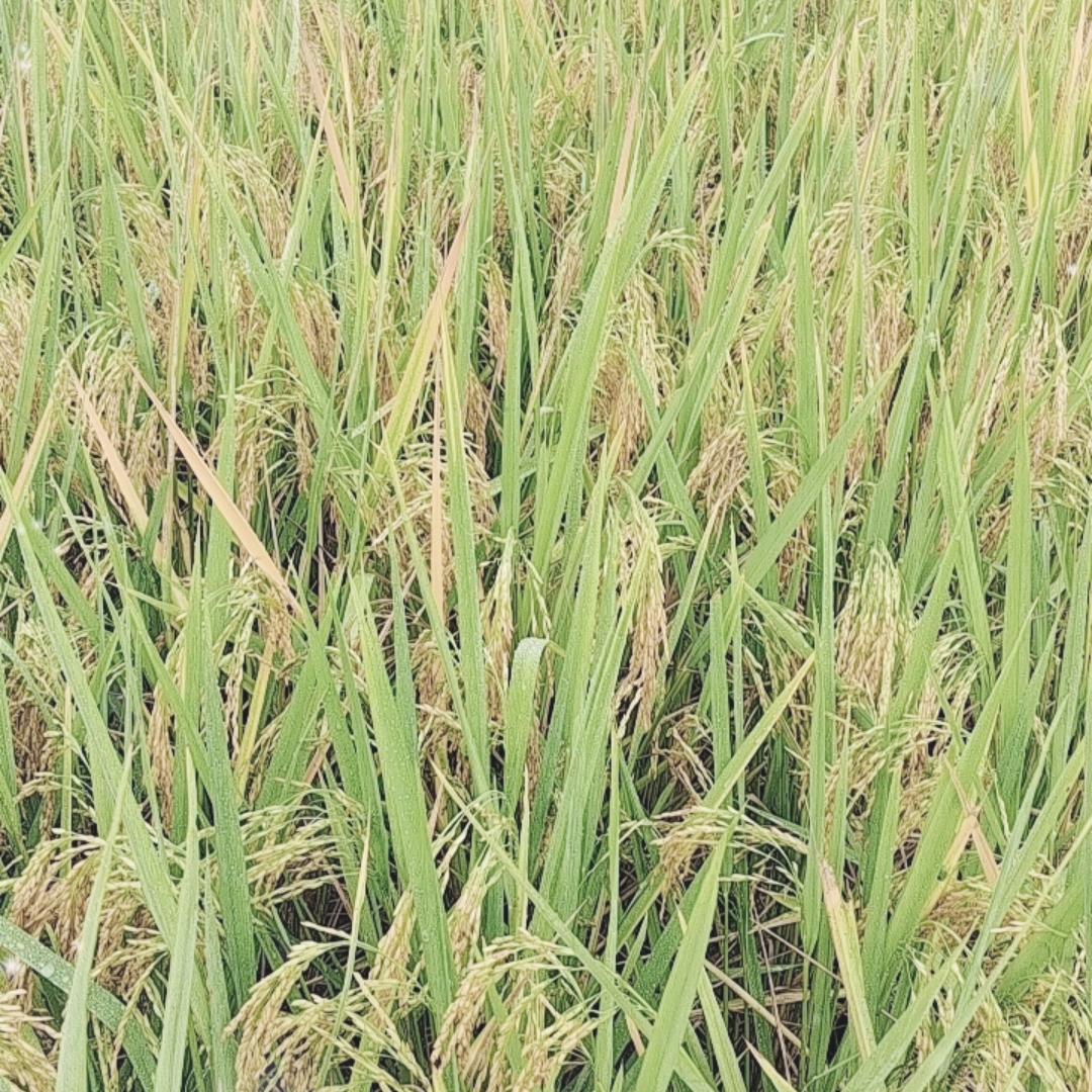日落西山之在创辉煌