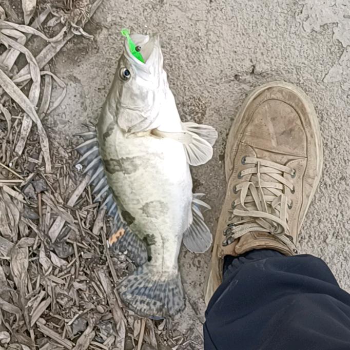 路亚野钓；木子