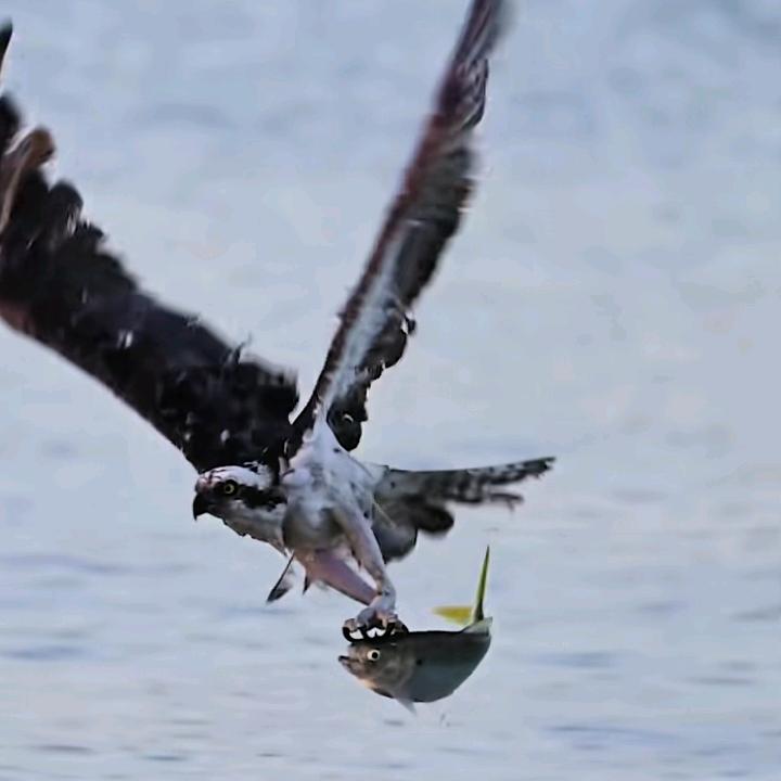 ❤️🦅bihailantian🦅❤️