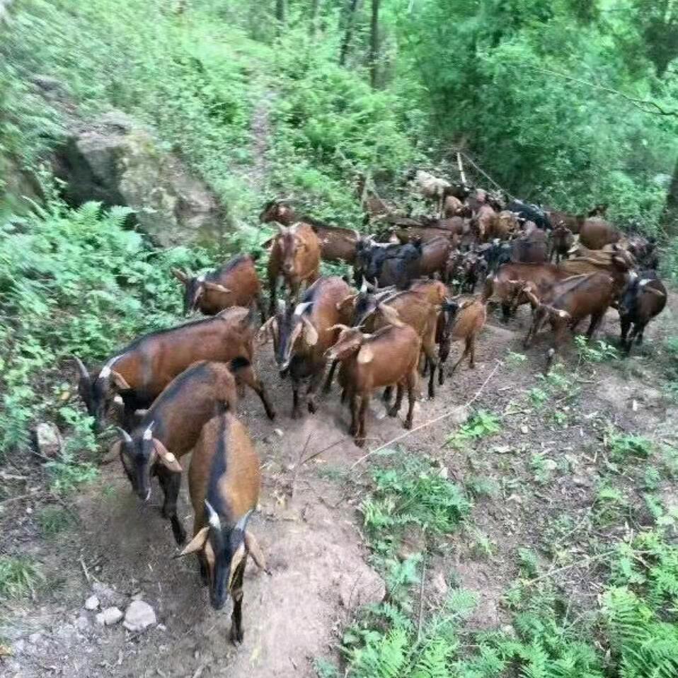 崇州金带街灌口麻羊肉  草原牦牛肉