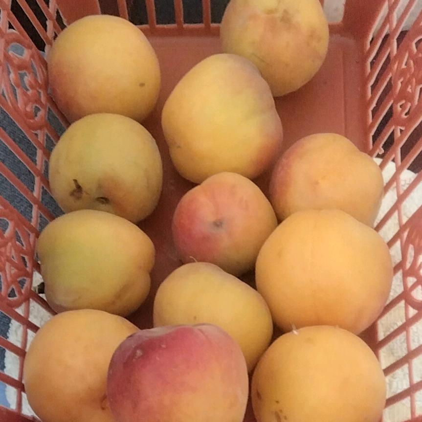 诚信常安