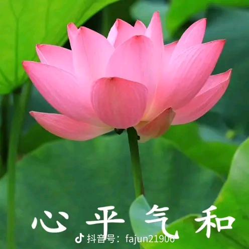 段