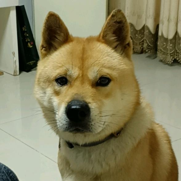 旺旺✧٩(ˊωˋ*)و✧