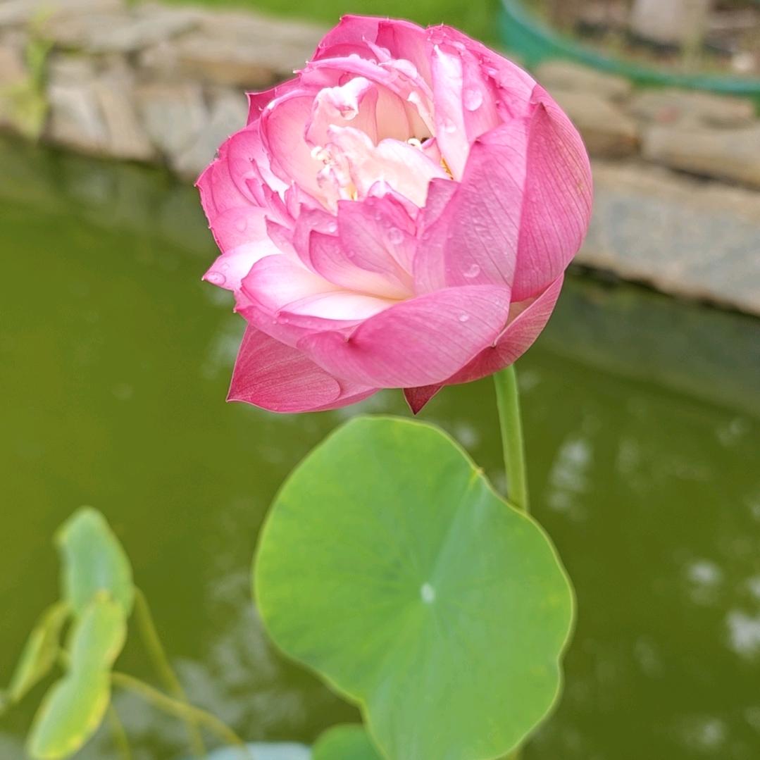 燕