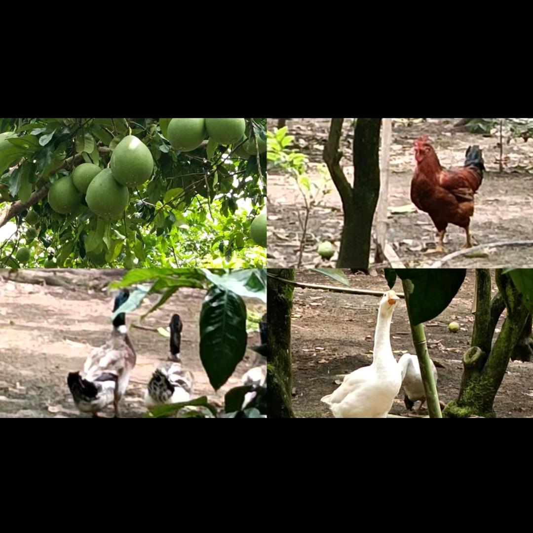 青海林原农家乐