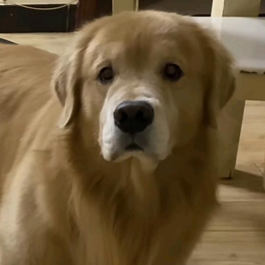 十二养了只大马猴