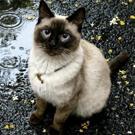 可爱多摸泪（接包天）