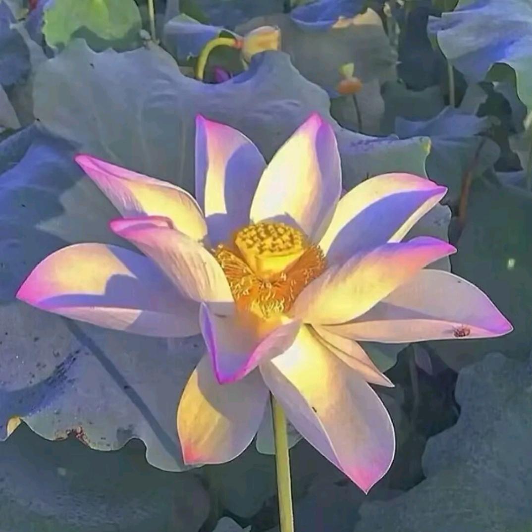 重庆张奶奶