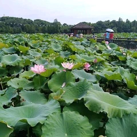 刘纯@