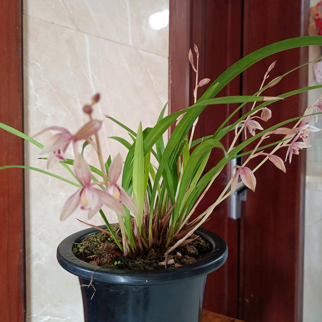 光头哥流动烤全羊