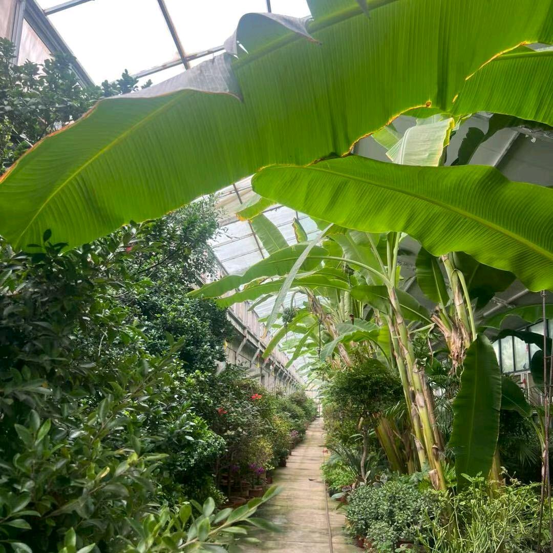 绿植基地