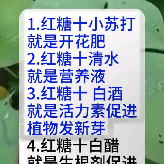 小马哥的马