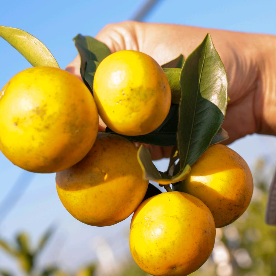 桂生鲜（脆蜜金桔）