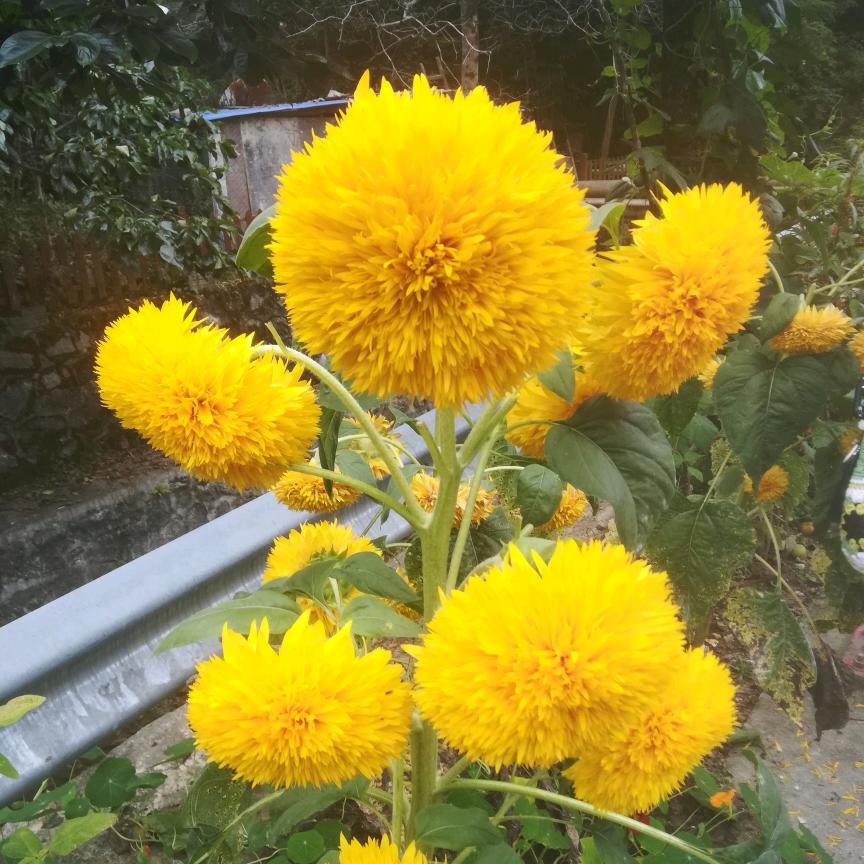 落叶知秋