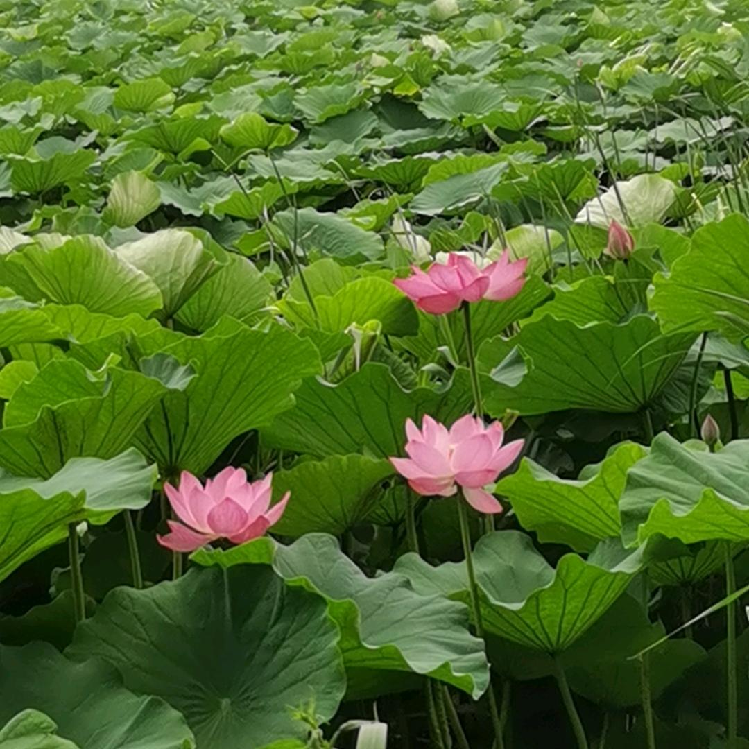 不懂爱情的猫