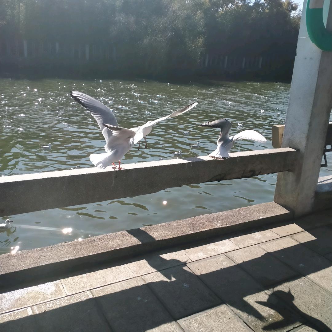 🍁岁月静好🍁