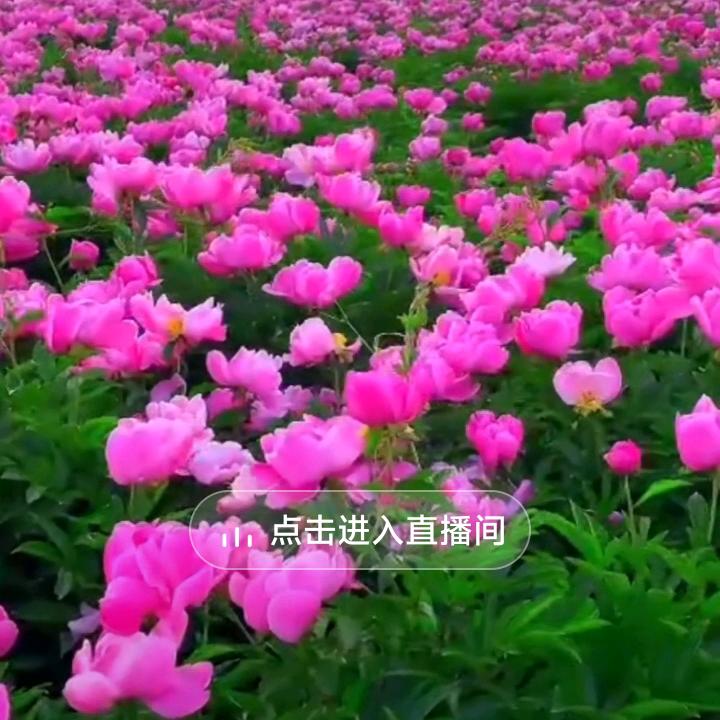 牛肉汤，麻椒鸡，卤菜，凉菜，烧饼，收学园