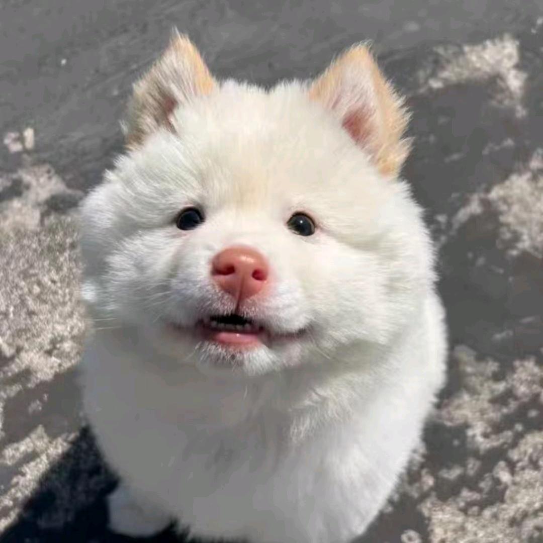 大表哥田园犬1️⃣