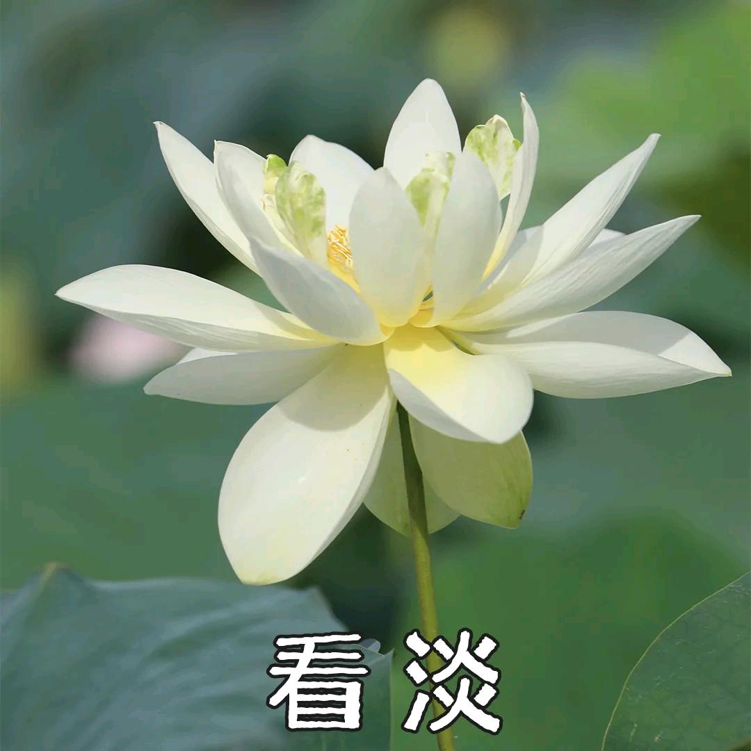 我不爱吃辣椒