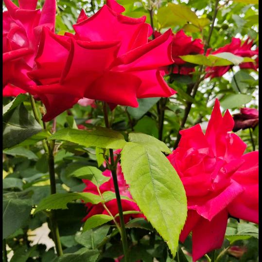 ٩(¥A¥)۶恭喜发财