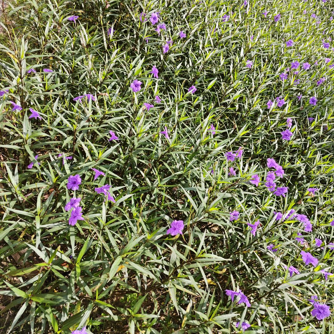 充满鲜花的世界到底在哪里