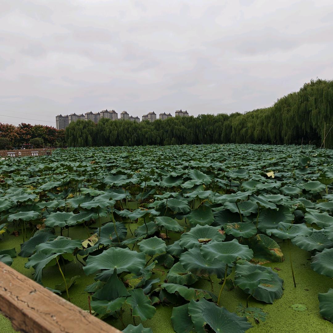 花朵朵和篱笆笆