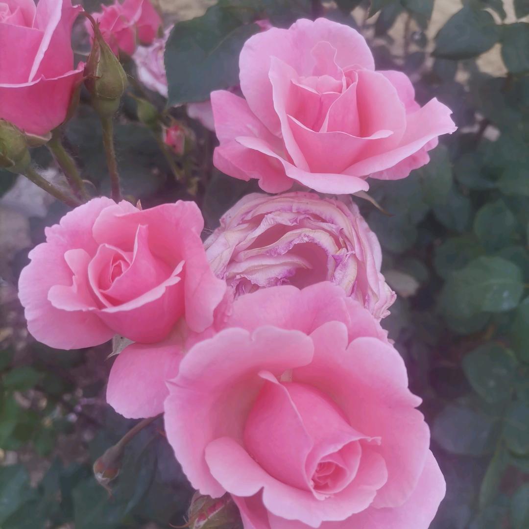 开心每一天✌✌