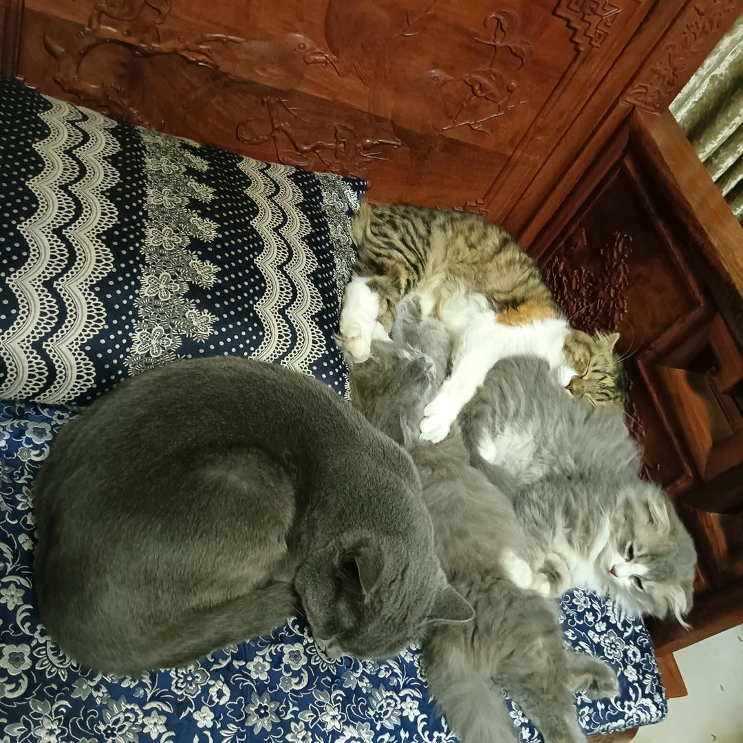*柠檬*