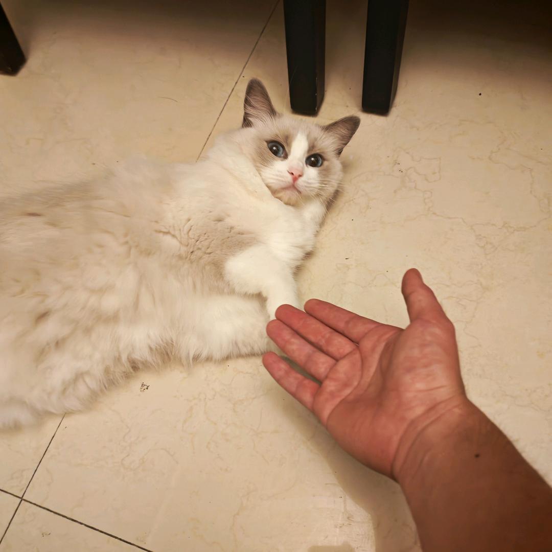 奇思妙想喜羊羊