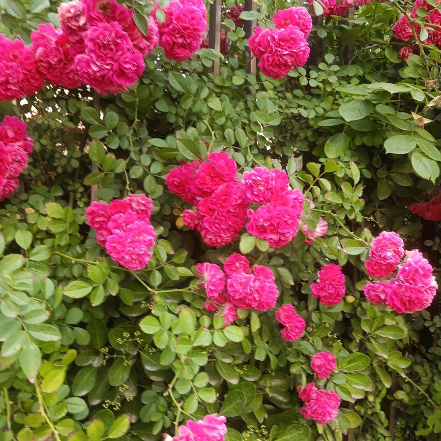 一❤️生❤️有❤️你