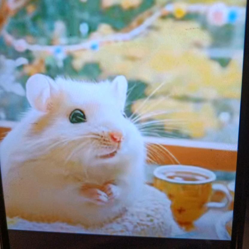 鲍壹壹a