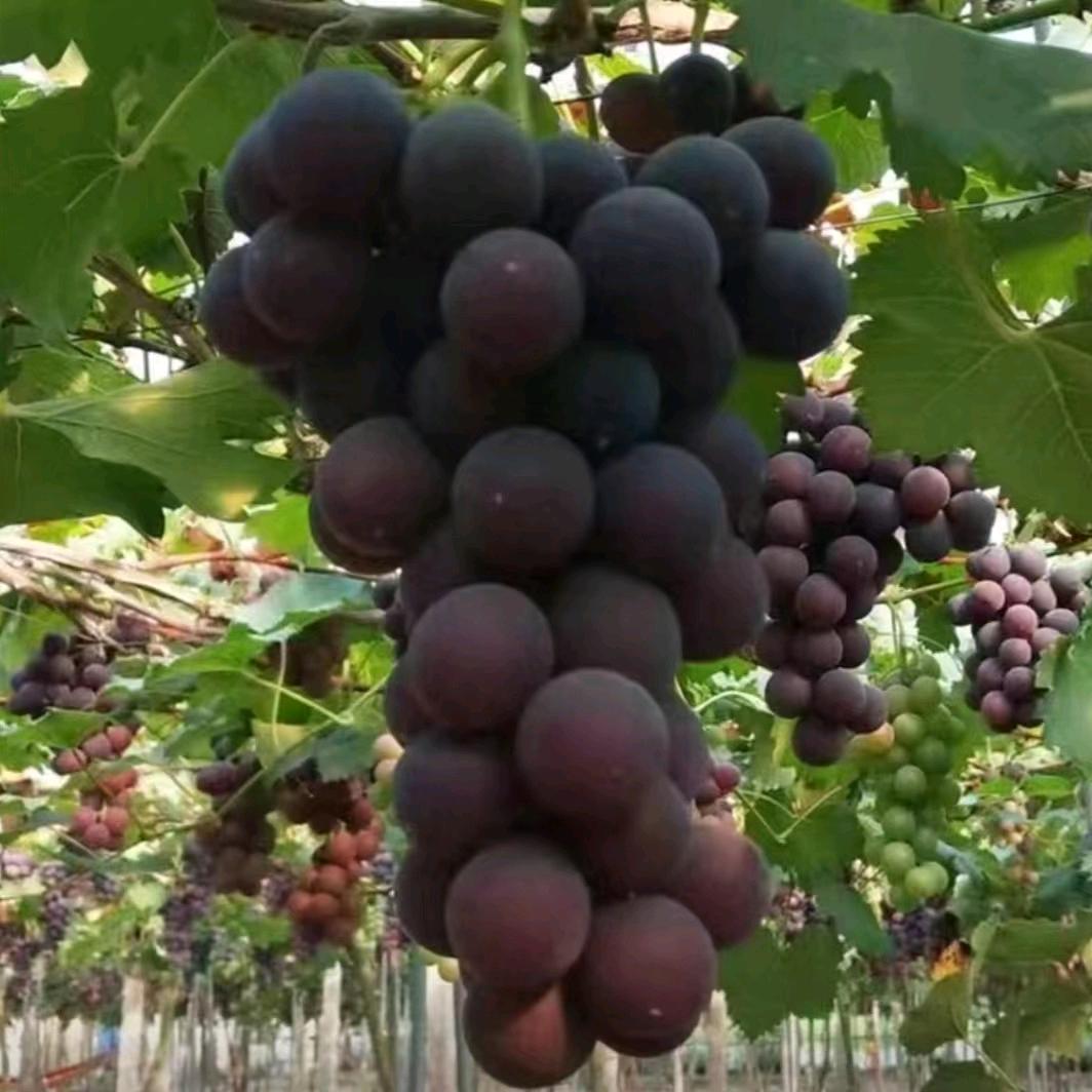 葡萄
