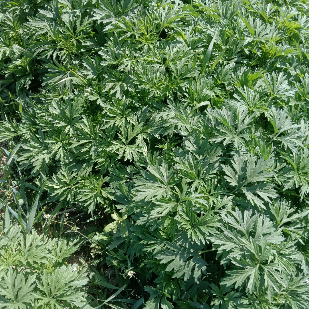 爱心💗草哥