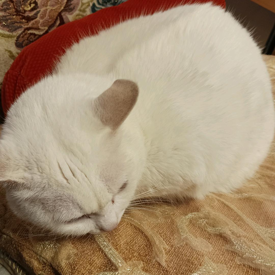 小咸贤_