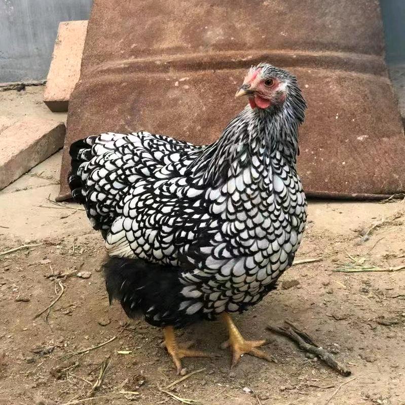 代淘观赏🐔（100)