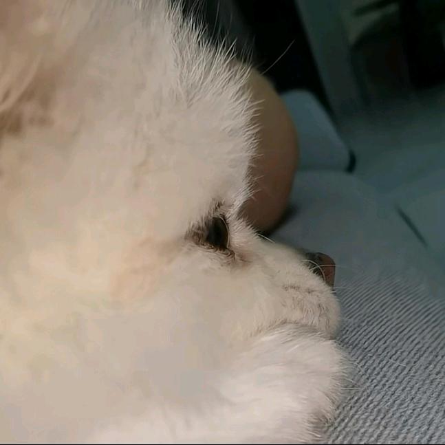 自由人