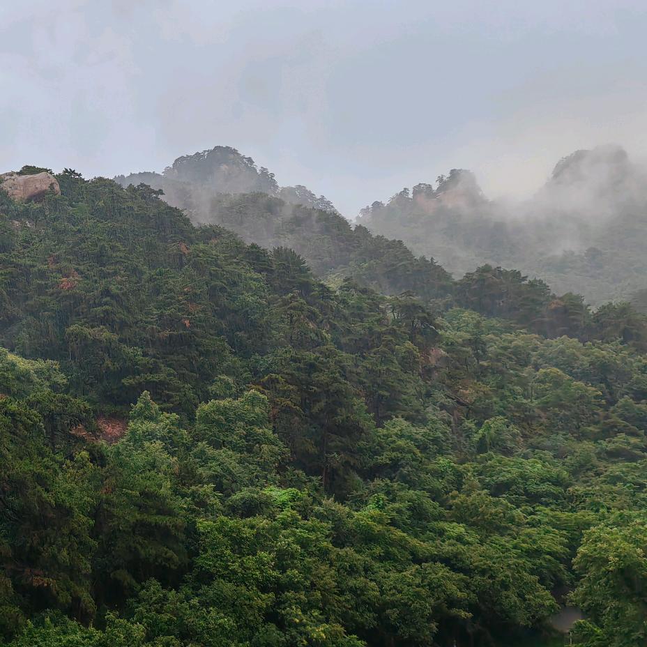 一路向前雨林