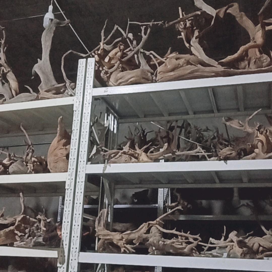 马勇（马六）崖柏